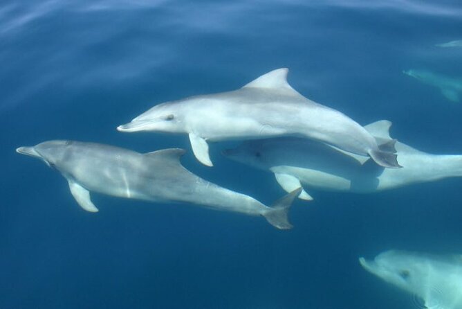 3hours all inclusive Sunset&Dolphin Tour from Medulin on Sandra - Price Value: What You Really Get for $54.42
