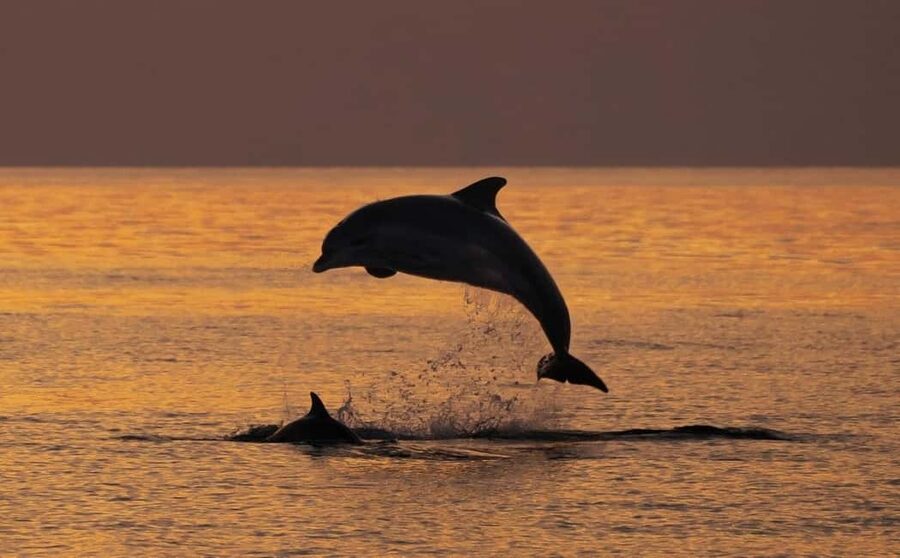 3hours Dolphin Sunset watching with unlimited drinks +dinner - Cape Kamenjak: why this stretch of coast feels special
