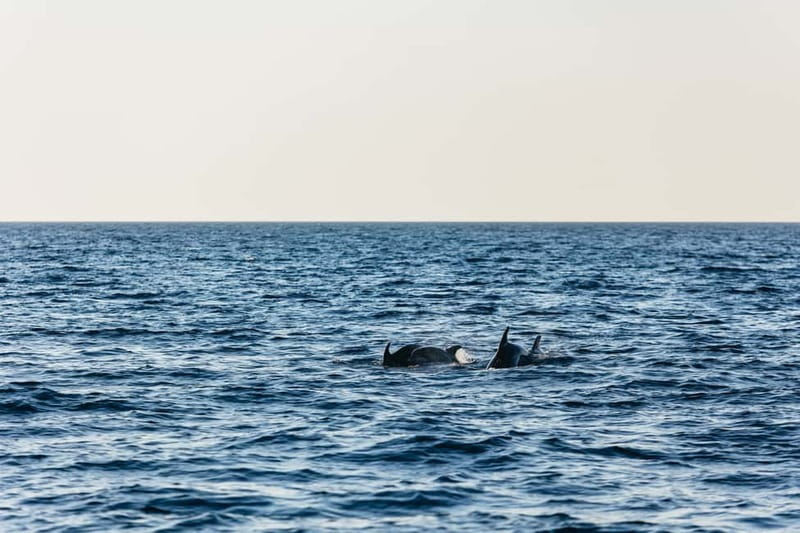 3hours Dolphin Sunset watching with unlimited drinks +dinner - What happens during the 3 hours: a practical timeline
