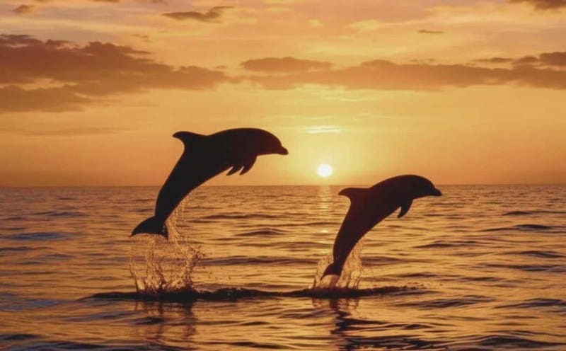 3hours Dolphin Sunset watching with unlimited drinks +dinner - Dinner and drinks on board: where the value shows up