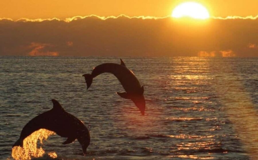 3hours Dolphin Sunset watching with unlimited drinks +dinner - The dolphin part: good odds, good energy