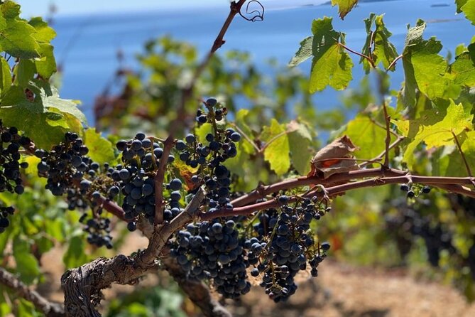 Authentic private viewpoint wine&dine tour - Brsečine Private Viewpoint: Wine With Space to Breathe