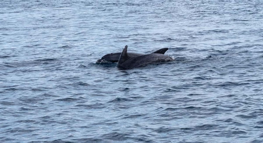 Brijuni Islands: Sunset & Dolphins private boat tour - Fažana departure, and why this format feels worth $318