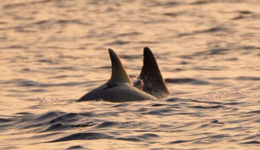 Brijuni Islands: Sunset & Dolphins private boat tour - Speedboat legs: the quick 15-minute change of gear