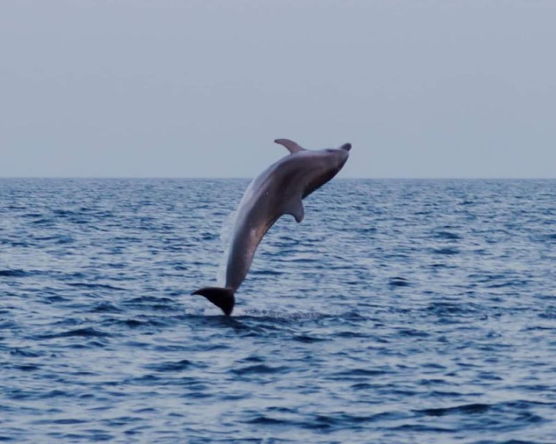 Brijuni Islands: Sunset & Dolphins private boat tour - Logistics you should plan around (without ruining the vibe)