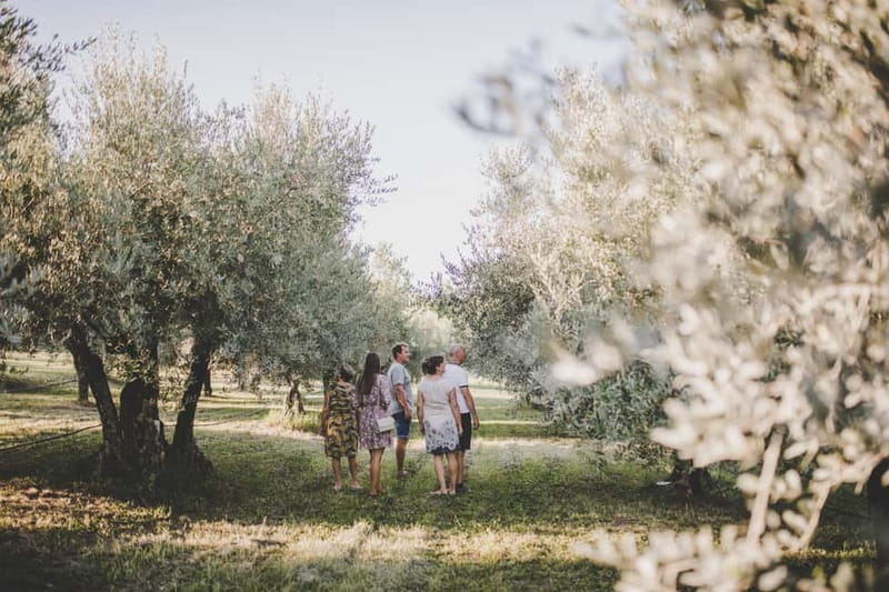 Buje: Istrian Family Farm with Walking Tour, Food, and Wine - What happens in bad weather, and how to dress for the day