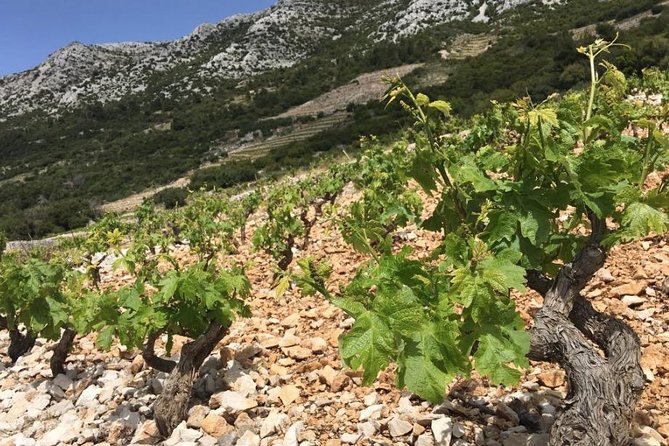 Classic Tour with Wine Tastings from Dubrovnik - A Peljesac Wine Day That Feels Personal, Not Packed