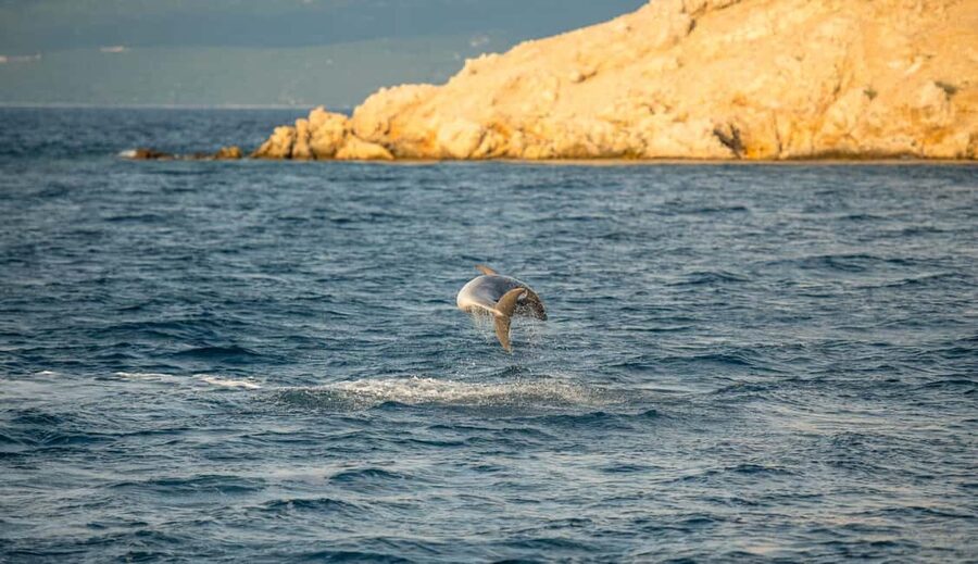 Cruise at Golden Beach and Blue cave, explore island Plavnik - Price and value: why $47 feels fair for the stops you get