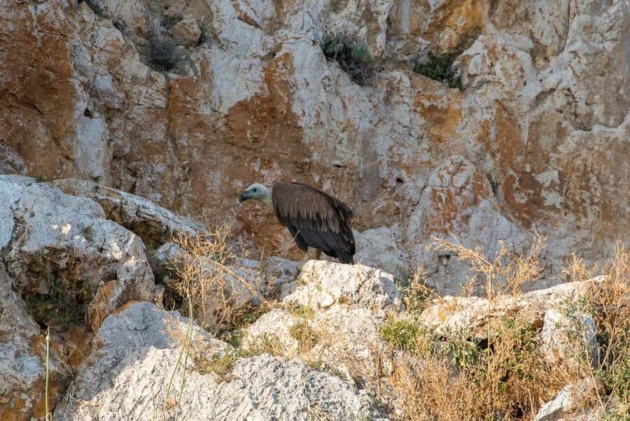 Cruise at Golden Beach and Blue cave, explore island Plavnik - Plavnik’s griffon vulture cliffs: the best sky show on the water