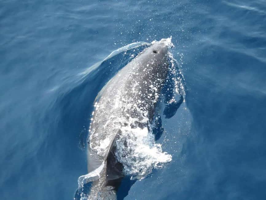 Cruise at Golden Beach and Blue cave, explore island Plavnik - Fish farm stop and the dolphin odds, no guarantees