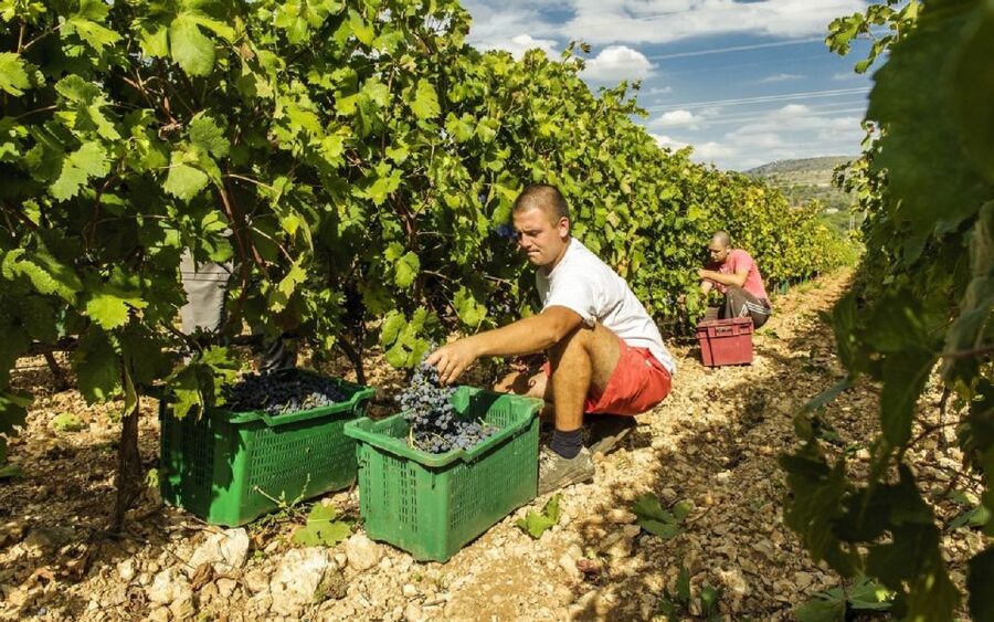 Dalmatian Delights: Food & Wine Tour from Split or Trogir - From Split or Trogir: the afternoon plan that makes sense