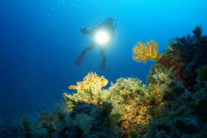 Diving day tour with 2 dives - Key highlights I think you will care about