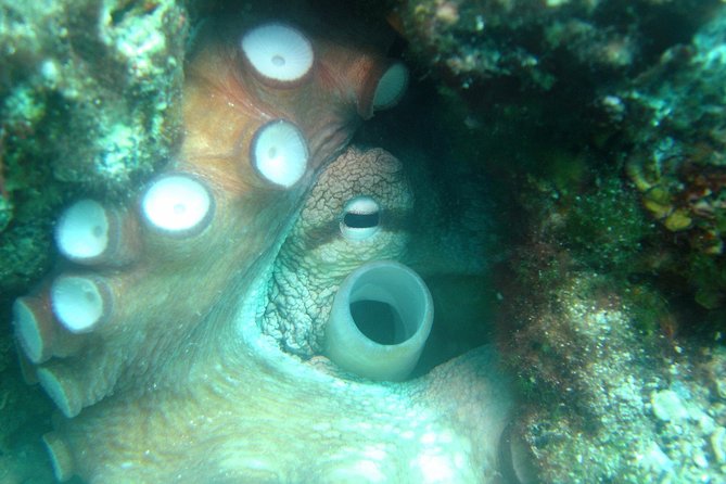 Diving day tour with 2 dives - Two Underwater Sessions From Tučepi, With Real-World Site Choices