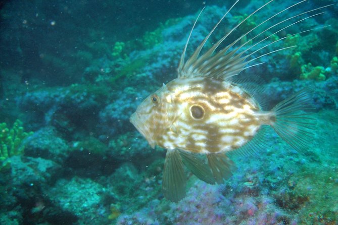 Diving day tour with 2 dives - Before You Go In: Equipment Prep, Pairing Up, and Briefings