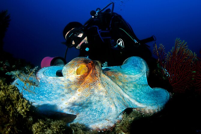 Diving day tour with 2 dives - First Underwater Session: Steep Walls, Canyons, Reef Caves, and Fresh-Water Spots