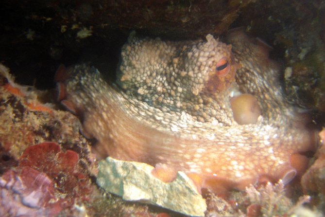 Diving day tour with 2 dives - The Surface Break You Actually Get: 1 to 1.5 Hours to Reset