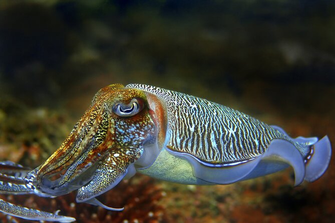 Diving day tour with 2 dives - Second Underwater Session: Another Site, Another View, Same Safety Focus