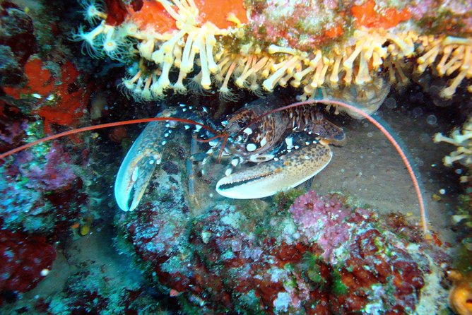 Diving day tour with 2 dives - Price and Value: What You Pay for at $91.31, and What You Should Budget