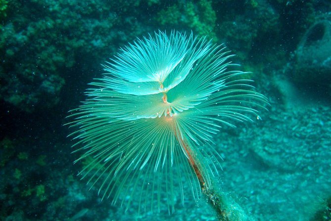 Diving day tour with 2 dives - Meeting at Butterfly Diving Croatia in Tučepi (9:30 a.m.) and What to Bring