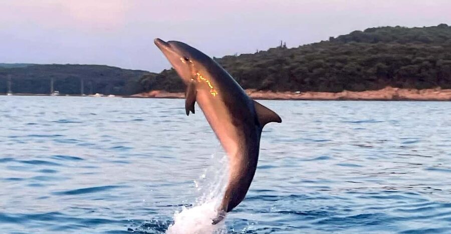 Dolphin private sunset tour Rovinj - Skipper stories that make the coast feel personal