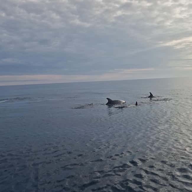 Dolphin private sunset tour Rovinj - The first speedboat stretch: panorama photos and slow cruising
