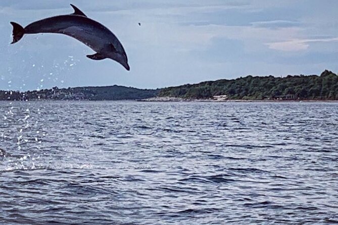 Dolphin Sunset Adventure with Speedboat - Key highlights that matter before you go