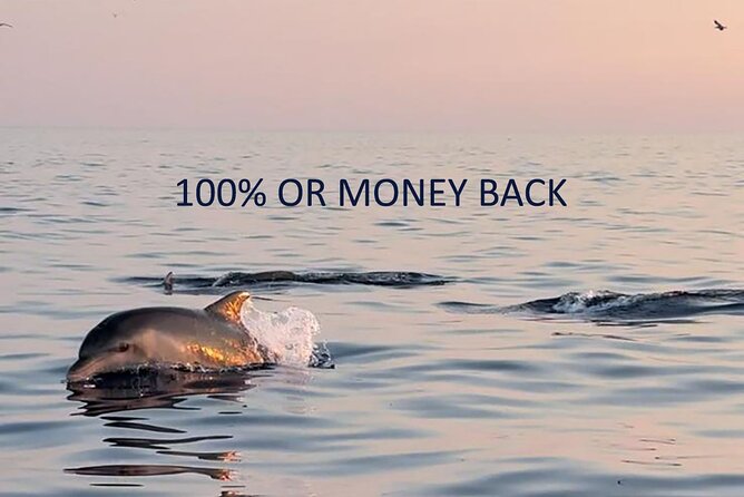 Dolphin Sunset Adventure with Speedboat - Dolphin Sunset Adventure with Speedboat: what this outing feels like