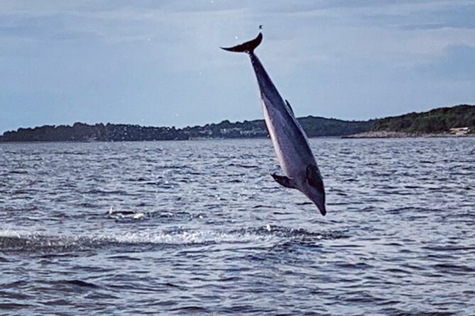 Dolphin Sunset Adventure with Speedboat - How the 1.5-hour schedule works from the Vrsar meeting point
