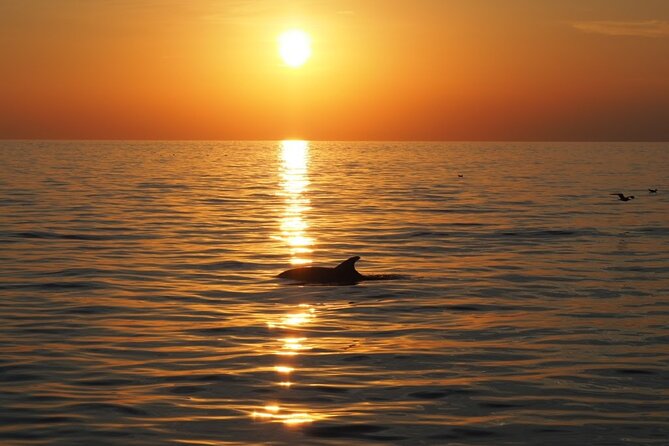 Dolphin Sunset Adventure with Speedboat - The dolphin-watching approach: close enough to see, not close enough to harass