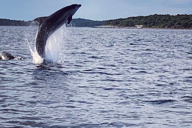 Dolphin Sunset Adventure with Speedboat - Price and what you really get for about $30
