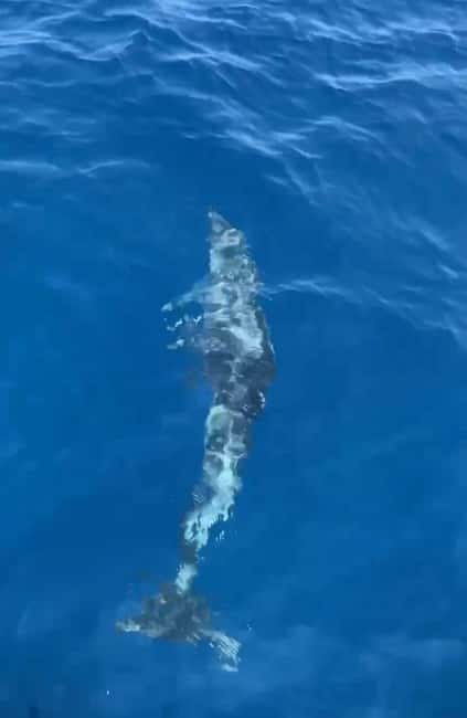 Dolphin tour 2 hours - What you’ll notice when dolphins show up