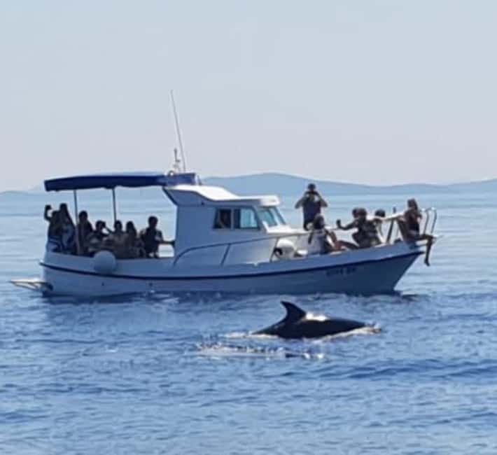 Dolphin tour 2 hours - Your time on the water, from meeting point to dolphin search stop