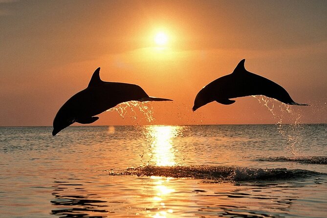 Dolphin Watching & Sunset Boat Tour With Dinner and Drinks - Why Brijuni dolphins and a sunset cruise click in Pula