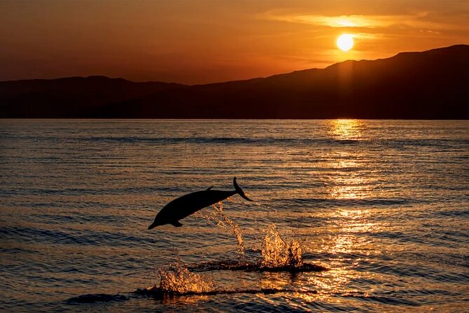 Dolphin Watching Tour – 85% Chance – Drinks & Dinner Included - Key points to know before you go