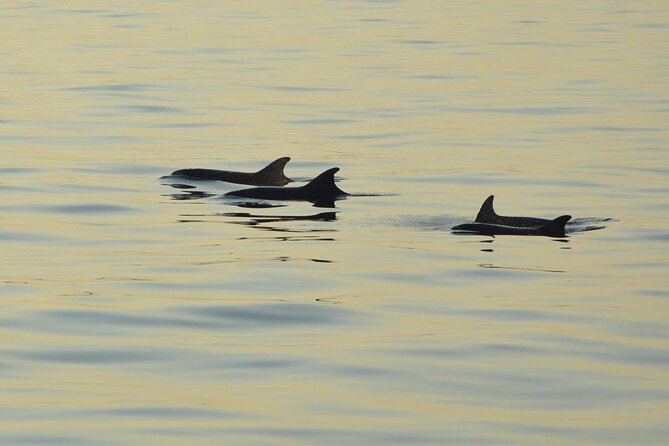 Dolphin Watching Tour – 85% Chance – Drinks & Dinner Included - A 5:30 pm sail from Medulin, designed for sunset timing