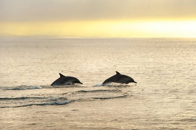 Dolphin Watching Tour – 85% Chance – Drinks & Dinner Included - Dinner on board: included, but set your expectations around “simple”