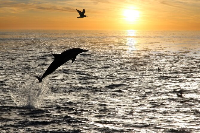 Dolphin Watching Tour – 85% Chance – Drinks & Dinner Included - Drinks, music, and what the boat feels like with up to 50 people