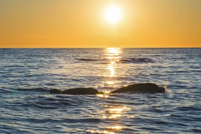 Dolphin Watching Tour – 85% Chance – Drinks & Dinner Included - Is there a guide, and how much explanation will you get?