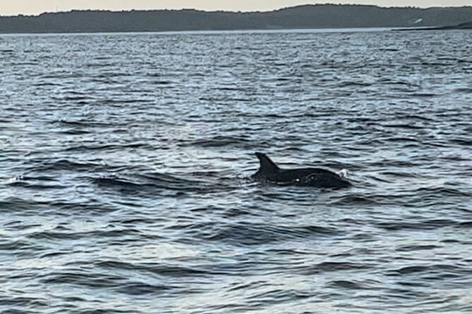 Dolphin Watching Tour – 85% Chance – Drinks & Dinner Included - Practical tips for a smoother sunset dolphin ride