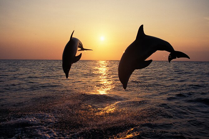 Dolphin Watching Tour – 85% Chance – Drinks & Dinner Included - The dolphin search: yes, you go for them, no, you cannot force it