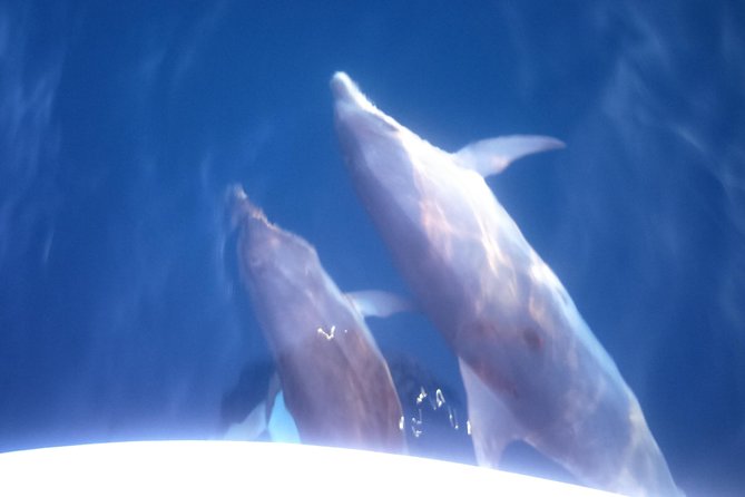 Dolphins Watching in the National Park Brijuni from Pula - How Brijuni National Park fits into the dolphin search