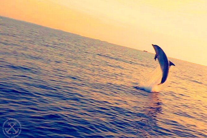 Dolphins Watching in the National Park Brijuni from Pula - Should you book the Brijuni dolphins and sunset dinner cruise from Pula?