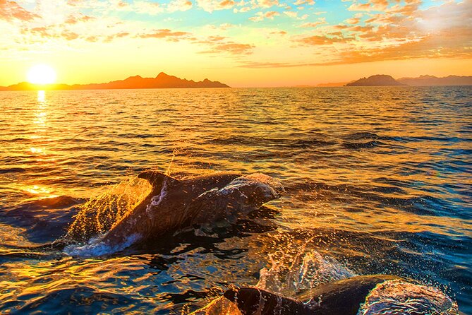 Dolphins Watching in the National Park Brijuni from Pula - Dinner on board plus unlimited wine: the value math