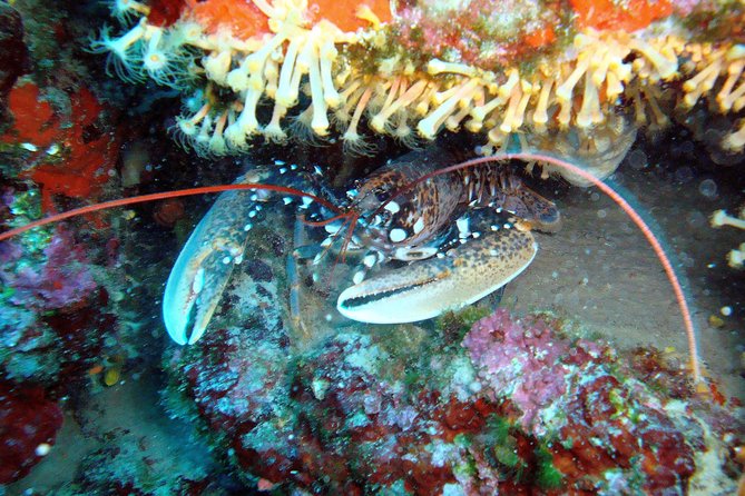 DSD - First time diving course - Gear Fitting: Why Provided Equipment Helps First-Timers