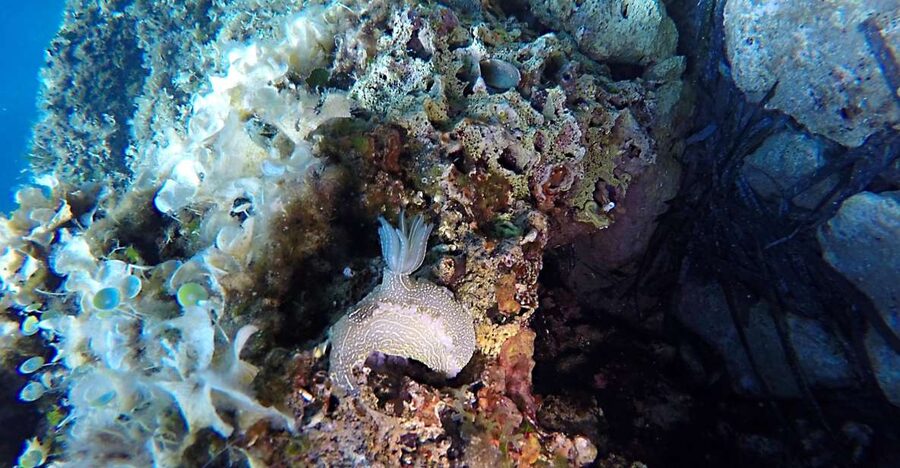 Dubrovnik: 1-Day Discover Scuba Diving Course - Briefing and gear: the calm start that sets everything up