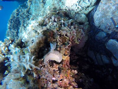 1-Day Discover Scuba Diving Course