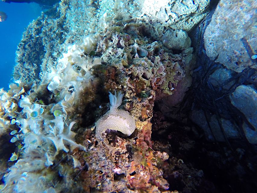 Dubrovnik: 1-Day Discover Scuba Diving Course - Where you meet in Dubrovnik (and why it helps)