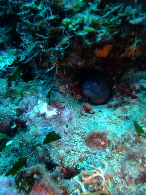 Dubrovnik: 1-Day Diving Package - Key points before you go