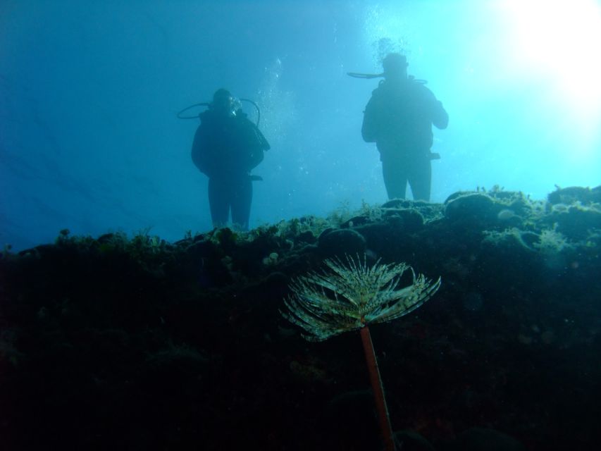 Dubrovnik: 1-Day Diving Package - Should you book this Dubrovnik one-day underwater package?