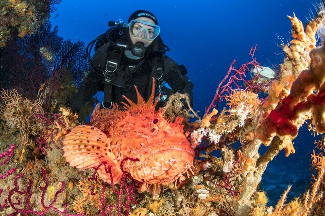 Dubrovnik 1 Dive for Certified Divers - Equipment and guide style: what you can expect from Blue Planet